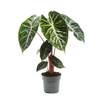 image ALOCASIA VARIE