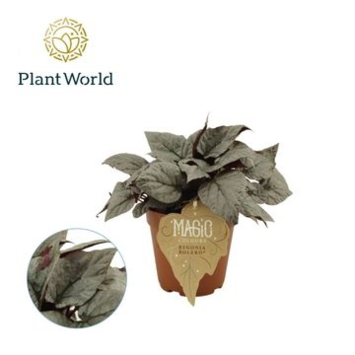 image BEGONIA MAGIC COLOURS BOLERO