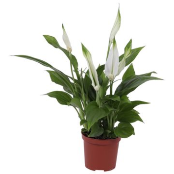 image SPATHIPHYLLUM PEARL CUPIDO