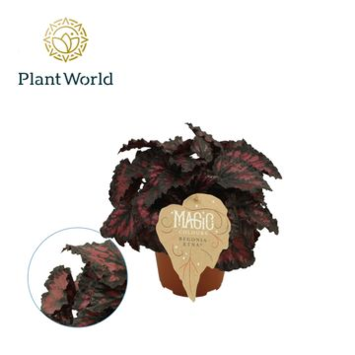 image BEGONIA MAGIC COLOR ETNA