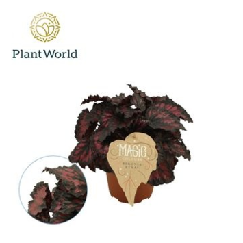 image BEGONIA MAGIC COLOR ETNA