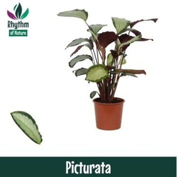 image CALATHEA ARGENTEA