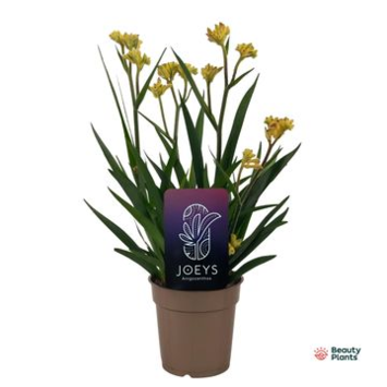 image ANIGOZANTHOS JAUNE