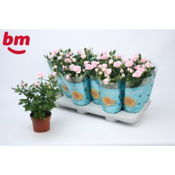 image ROSIER JEWEL ROSE