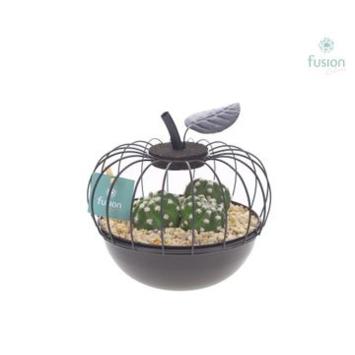 image COMPO CACTUS METAL
