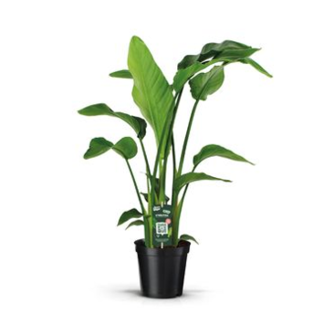 image STRELITZIA NICOLAI