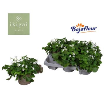 image OXALIS REGNELLII