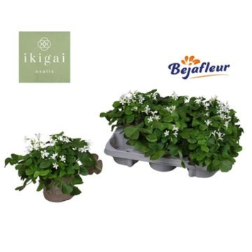 image OXALIS REGNELLII