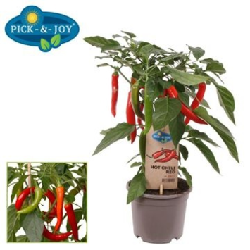 image PIMENT HOT CHILI RED