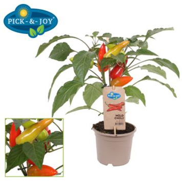 image PIMENT MILD CHILI