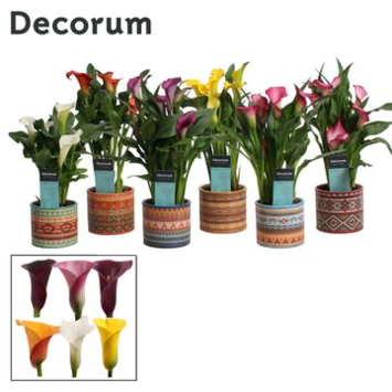 image ARUM COULEUR CERAM