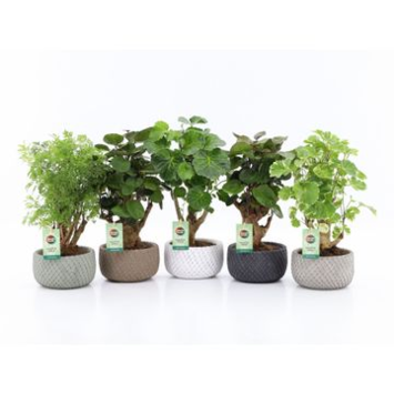 image ARALIA POLYSCIAS CERAM