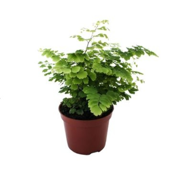 image ADIANTUM FRITZ LUTHI