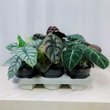 image ALOCASIA LUXE VARIE