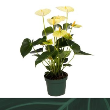 image ANTHURIUM ANDREANUM VANILLA JAUNE