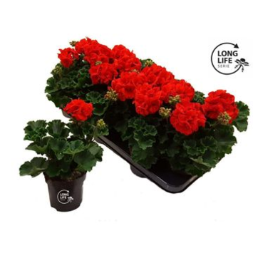 image GERANIUM LIERRE SIMPLE ROUGE
