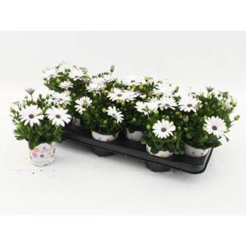 image OSTEOSPERMUM BLANC