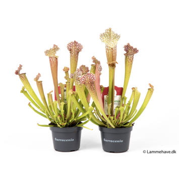 image SARRACENIA LEUCOPHYLLA