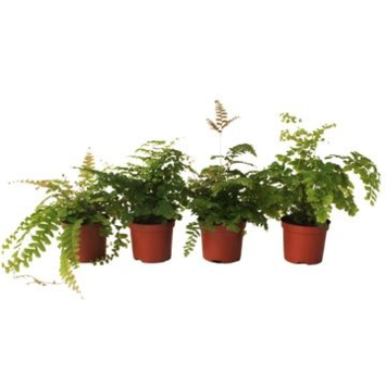 image ADIANTUM VARIE