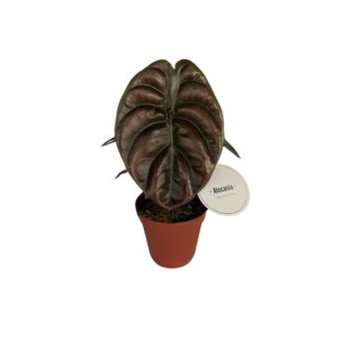 image ALOCASIA RED SECRET