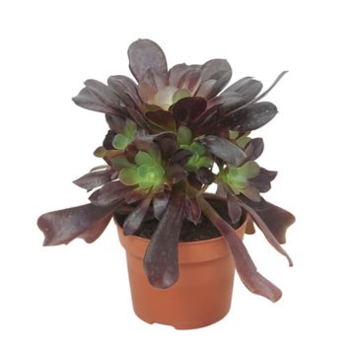 image AEONIUM ARBOREUM VELOURS