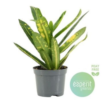 image CROTON SUNNY STAR