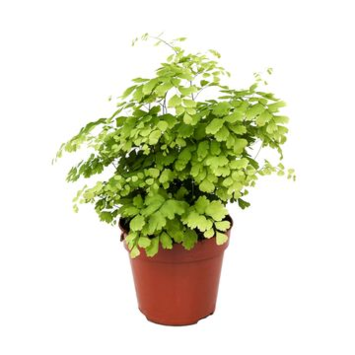 image ADIANTUM FRAGRANS