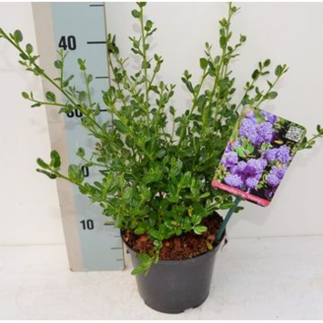 image CEANOTHUS VICTORIA