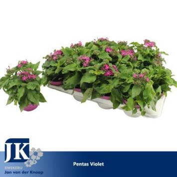 image PENTAS GRAFFITI VIOLET
