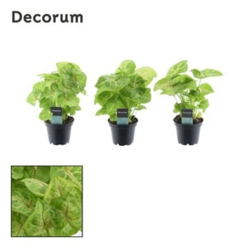 image SYNGONIUM GOLDEN