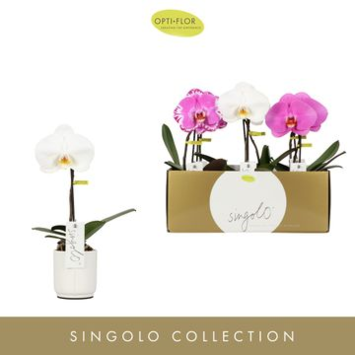 image PHALAENOPSIS SINGOLO CERAM