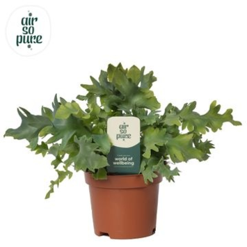 image PHLEBODIUM DAVANA
