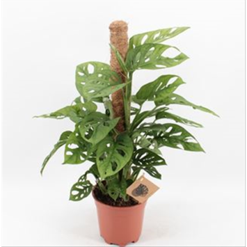 image PHILODENDRON MONSTERA MONKEY TM