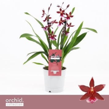 image ORCHIDEE BURRAGEARA 2BR