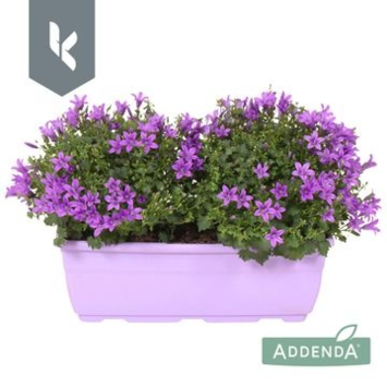 image CAMPANULE AMBELLA PURPLE JARD
