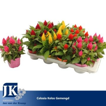 image CELOSIE KELOS FIRE VARIE