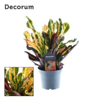 image CROTON MAMMI