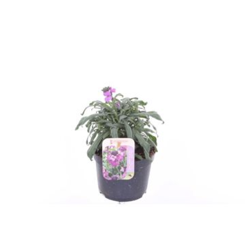 image ERYSIMUM MAUVE
