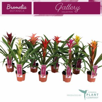 image GUZMANIA VARIE