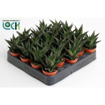 image CACTUS HAWORTHIA LIMIFOLIA