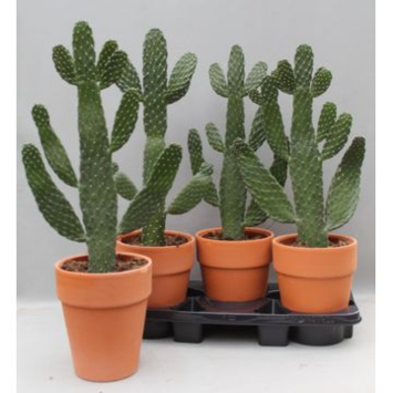 image CACTUS OPUNTIA P TERRE
