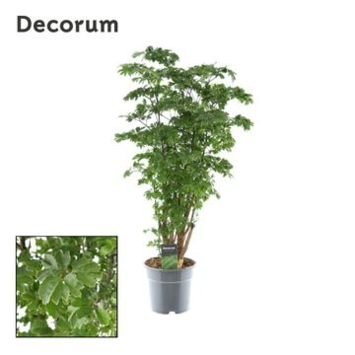 image ARALIA POLYSCIAS RAMIFIE