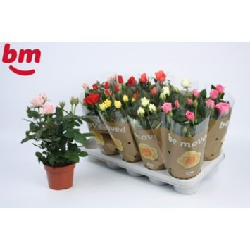 image ROSIER BEAUMONDE VARIE