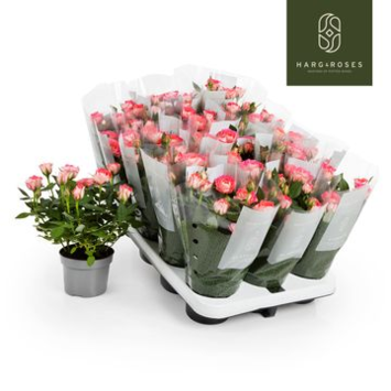 image ROSIER FAME KORDANA ROSE