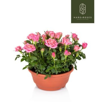 image ROSIER FLIRT KORDANA ROSE COUPE
