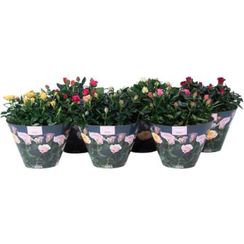 image ROSIER PATIO VARIE COUPE