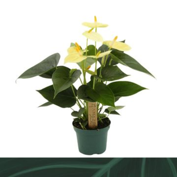 image ANTHURIUM ANDREANUM VANILLA