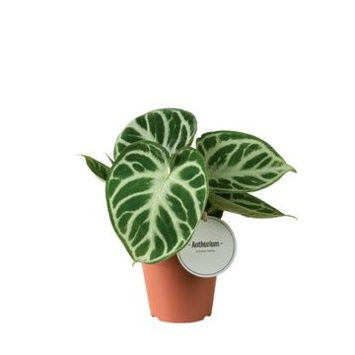 image ANTHURIUM FEUILLAGE