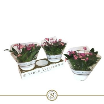 image ANTHURIUM ANDREANUM VIOLET COUPE