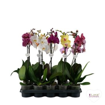image PHALAENOPSIS 1BR VARIE